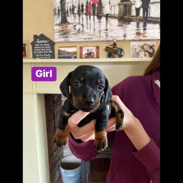 Dachshund (Standard &amp; Miniature) - Both
