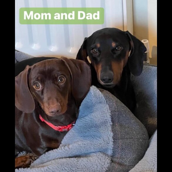 Dachshund (Standard &amp; Miniature) - Both