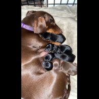 Dachshund (Standard &amp; Miniature) - Both