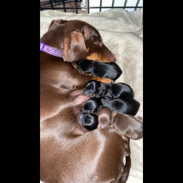 Dachshund (Standard &amp; Miniature) - Both