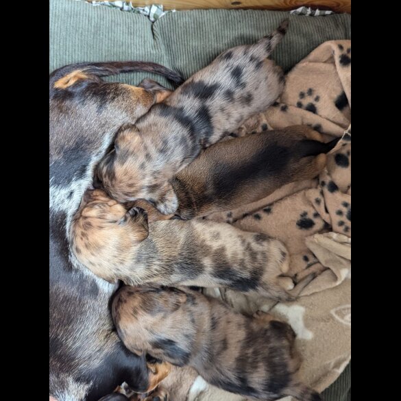 Dachshund (Standard &amp; Miniature) - Both