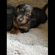 Dachshund (Standard &amp; Miniature) - Both