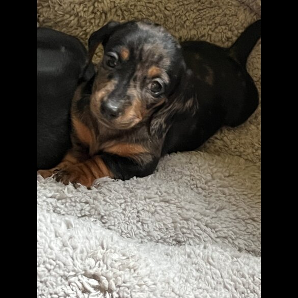 Dachshund (Standard &amp; Miniature) - Both