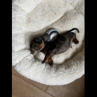 Dachshund (Standard &amp; Miniature) - Both