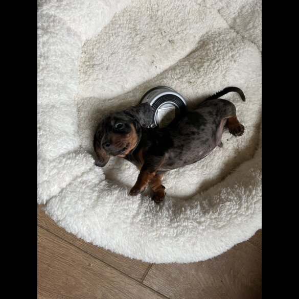 Dachshund (Standard &amp; Miniature) - Both
