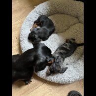 Dachshund (Standard &amp; Miniature) - Both
