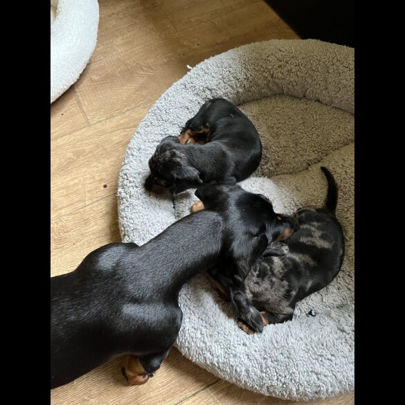 Dachshund (Standard &amp; Miniature) - Both