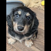 Dachshund (Standard &amp; Miniature) - Both