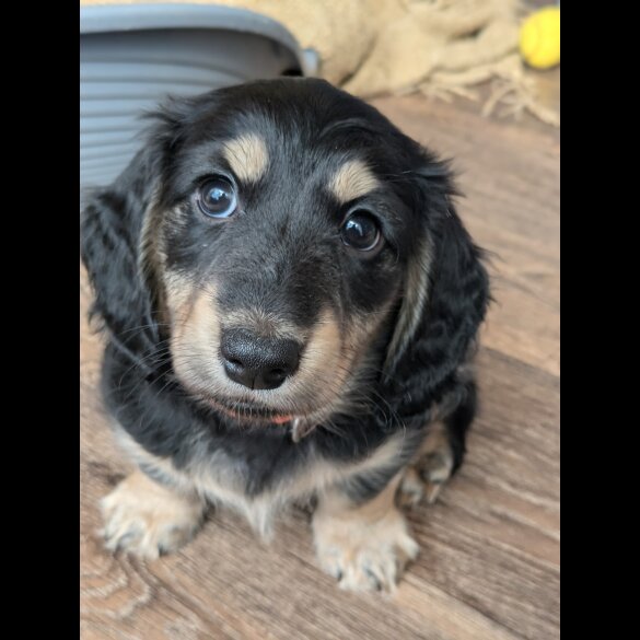 Dachshund (Standard &amp; Miniature) - Both