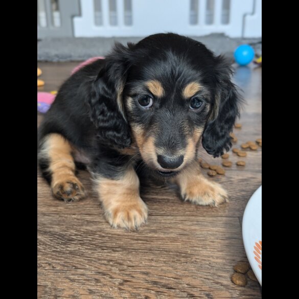 Dachshund (Standard &amp; Miniature) - Both