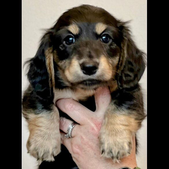 Dachshund (Standard &amp; Miniature) - Both