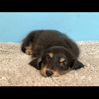Dachshund (Standard &amp; Miniature) - Both