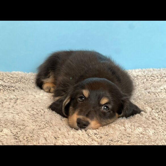 Dachshund (Standard &amp; Miniature) - Both