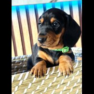 Dachshund (Standard &amp; Miniature) - Both