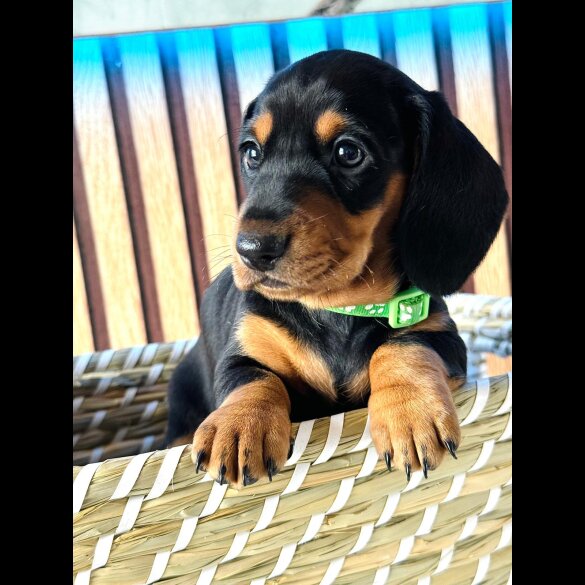 Dachshund (Standard &amp; Miniature) - Both