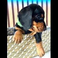 Dachshund (Standard &amp; Miniature) - Both