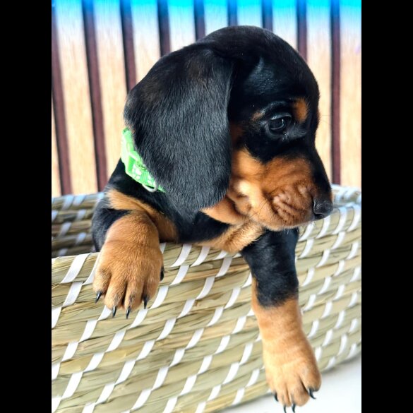 Dachshund (Standard &amp; Miniature) - Both