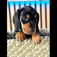 Dachshund (Standard &amp; Miniature) - Both