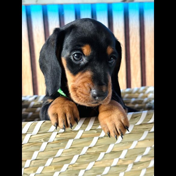 Dachshund (Standard &amp; Miniature) - Both