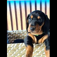 Dachshund (Standard &amp; Miniature) - Both