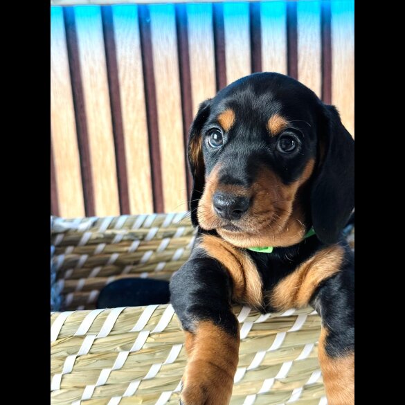 Dachshund (Standard &amp; Miniature) - Both