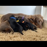 Dachshund (Standard &amp; Miniature) - Both