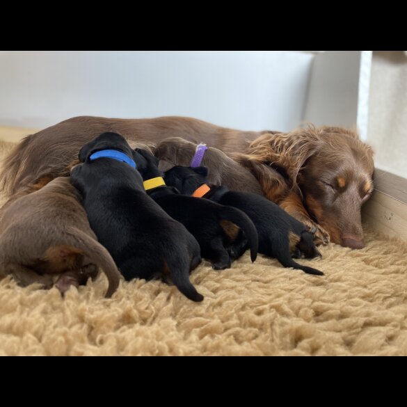Dachshund (Standard &amp; Miniature) - Both