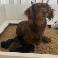 Dachshund (Standard &amp; Miniature) - Both