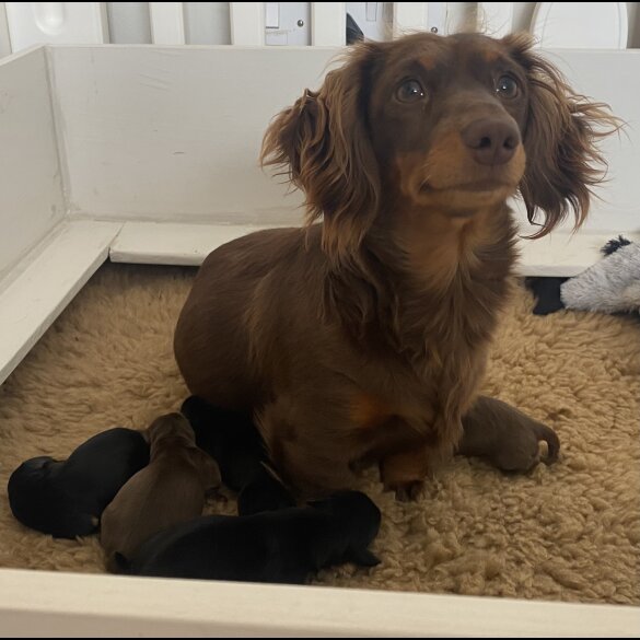 Dachshund (Standard &amp; Miniature) - Both