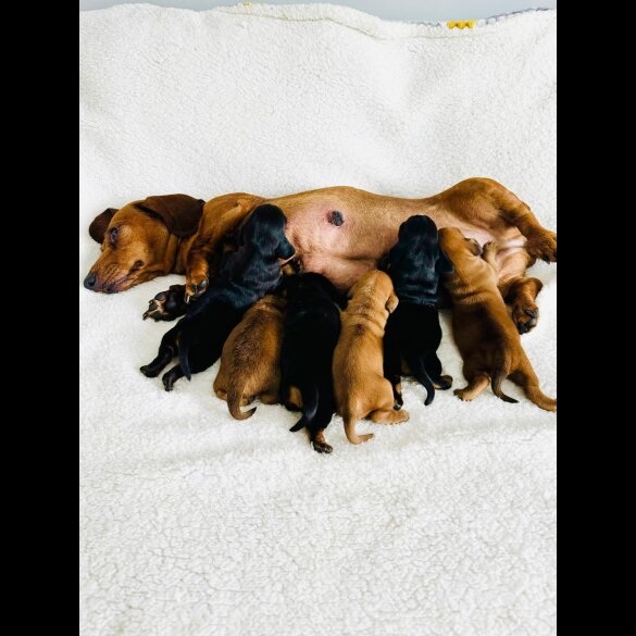 Dachshund (Standard &amp; Miniature) - Both