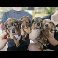 Dachshund (Standard &amp; Miniature) - Both