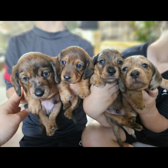Dachshund (Standard &amp; Miniature) - Both