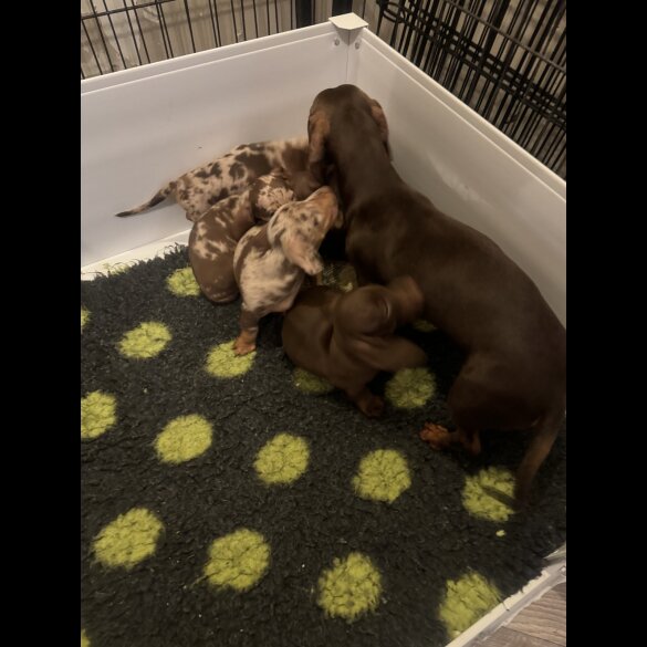 Dachshund (Standard &amp; Miniature) - Both