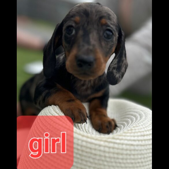 Dachshund (Standard &amp; Miniature) - Both