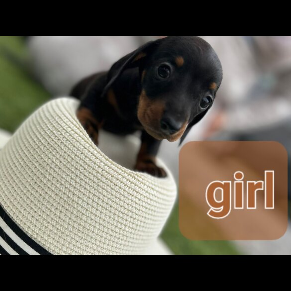 Dachshund (Standard &amp; Miniature) - Both