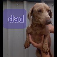 Dachshund (Standard &amp; Miniature) - Both