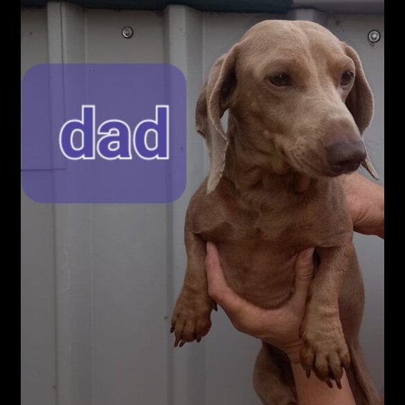 Dachshund (Standard &amp; Miniature) - Both