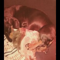 Dachshund (Standard &amp; Miniature) - Both