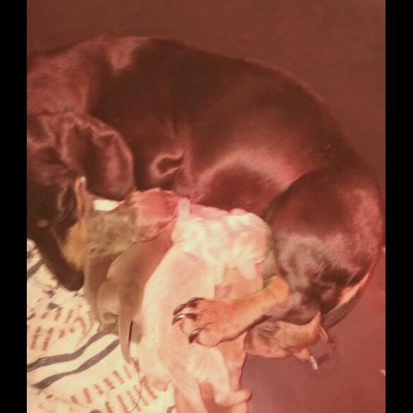 Dachshund (Standard &amp; Miniature) - Both