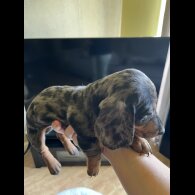 Dachshund (Standard &amp; Miniature) - Both