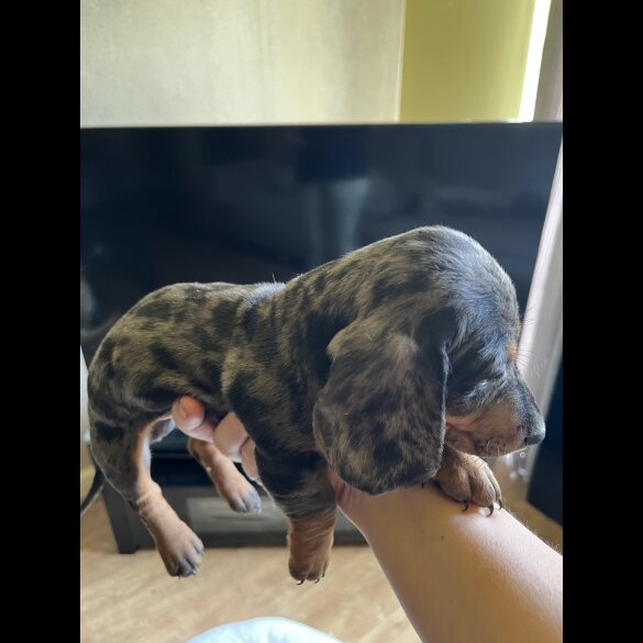 Dachshund (Standard &amp; Miniature) - Both