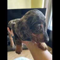 Dachshund (Standard &amp; Miniature) - Both