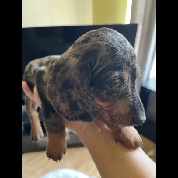 Dachshund (Standard &amp; Miniature) - Both