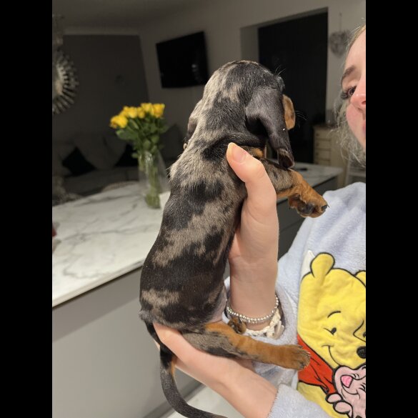 Dachshund (Standard &amp; Miniature) - Both