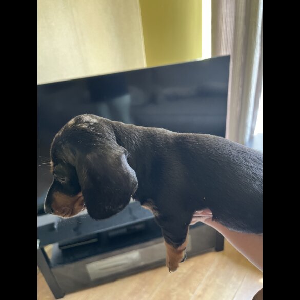 Dachshund (Standard &amp; Miniature) - Both
