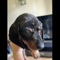 Dachshund (Standard &amp; Miniature) - Both