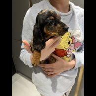 Dachshund (Standard &amp; Miniature) - Both
