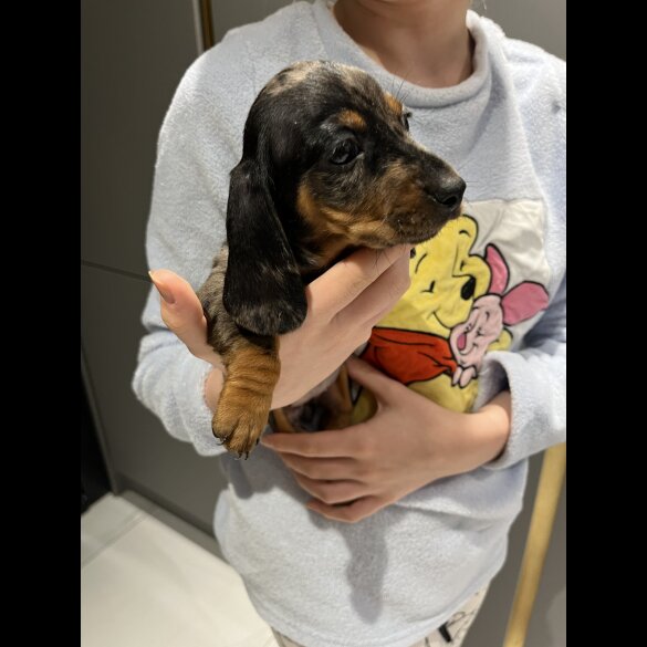 Dachshund (Standard &amp; Miniature) - Both