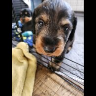 Dachshund (Standard &amp; Miniature) - Both