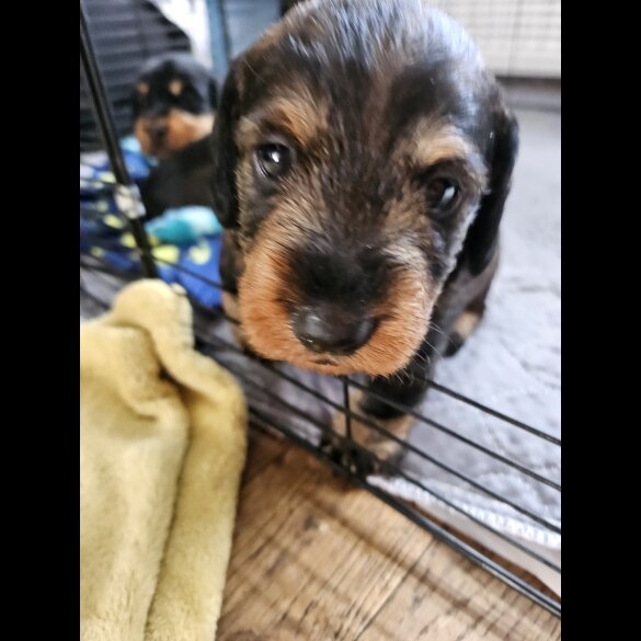 Dachshund (Standard &amp; Miniature) - Both